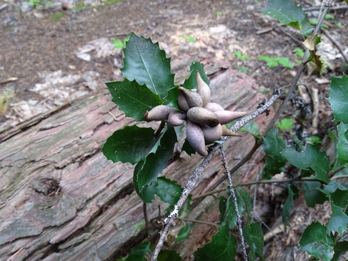 Beaked Spindle Gall Wasp photo 4