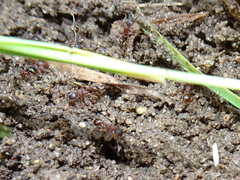 Myrmica detritinodis