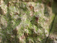 Arthoniomycetes
