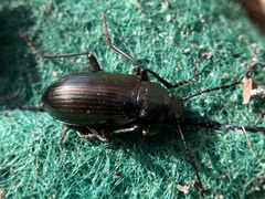 Tarpela micans