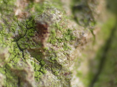 Arthoniomycetes