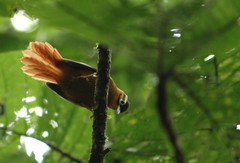 Philydor atricapillus