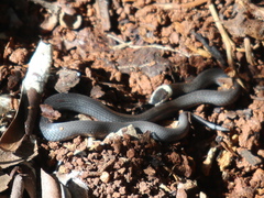 Cacophis harriettae