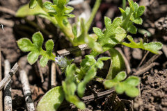 Nemophila spatulata