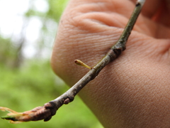 Callirhytis gallaestriatae