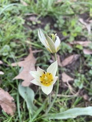 Tulipa bifloriformis