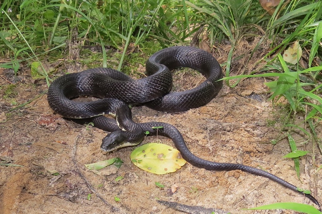 Eastern Ratsnake from Yadkin County, NC, USA on June 2, 2018 at 02:31 ...