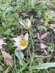 Tulipa bifloriformis