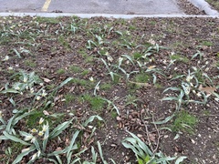 Tulipa bifloriformis