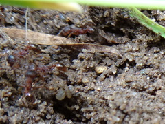 Myrmica detritinodis
