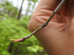 Callirhytis gallaestriatae