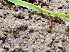 Myrmica detritinodis