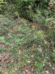 Lantana camara
