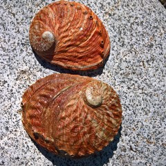 Haliotis rubra rubra