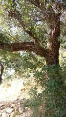 Quercus parvula