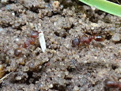 Myrmica detritinodis