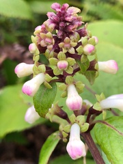 Phyllostegia grandiflora