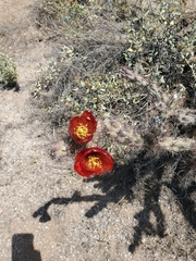 Cylindropuntia thurberi versicolor