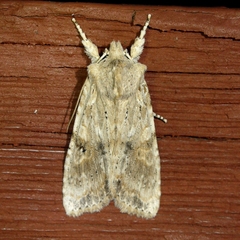 Lithophane bethunei