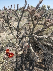 Cylindropuntia thurberi versicolor