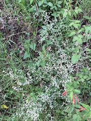 Angiospermae