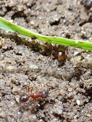 Myrmica detritinodis
