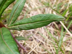 Chamaenerion angustifolium