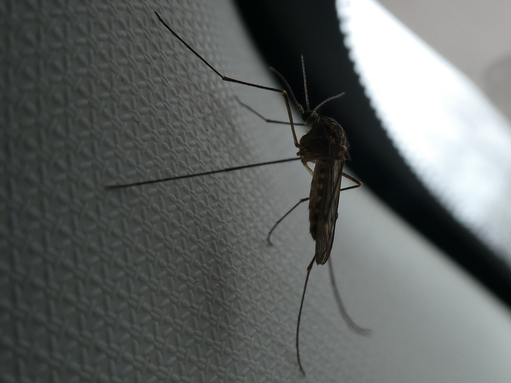 Mosquitoes from Warren, VT 05674, USA on April 25, 2022 at 0829 AM by