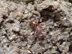Myrmica detritinodis