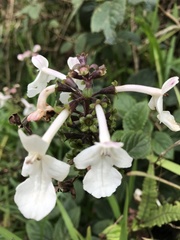 Phyllostegia grandiflora