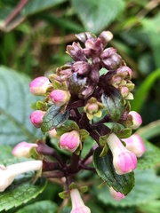 Phyllostegia grandiflora