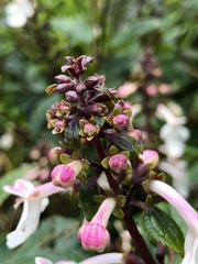 Phyllostegia grandiflora