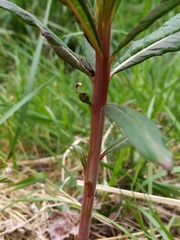 Chamaenerion angustifolium