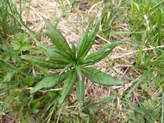 Chamaenerion angustifolium