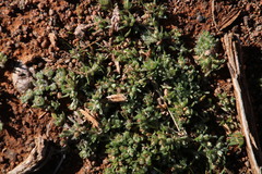 Ifloga polycnemoides