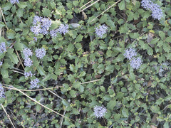 Ceanothus prostratus