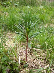 Chamaenerion angustifolium