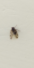 Cixiosoma bonaerense