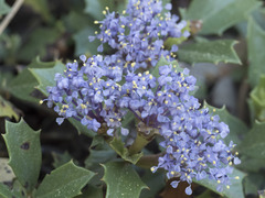 Ceanothus prostratus