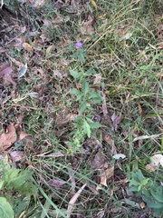 Centratherum riparium