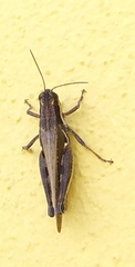 Dichroplus exilis