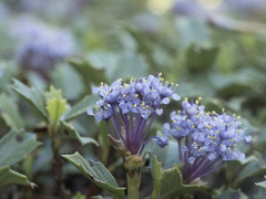 Ceanothus prostratus