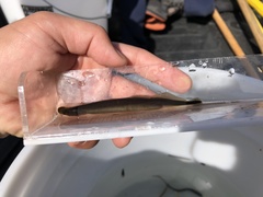 Lampetra richardsoni