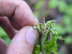 Callirhytis quercusventricosa