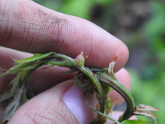 Callirhytis quercusventricosa