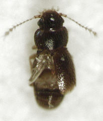 Ptinella ferruginea
