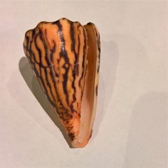 Conus princeps