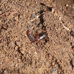 Platydracus cinnamopterus