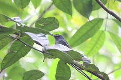 Setophaga plumbea