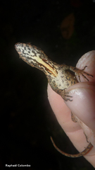 Anolis wilsoni
